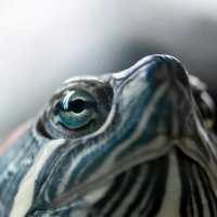 Красноухая черепаха :: Николай Северный