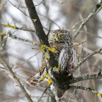 воробьиный сычик с мышкой :: юрий макаров