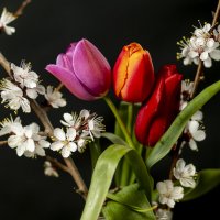 Таразские тюльпаны и в цвету урюк... :: atlanta 2001 