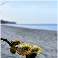 Весна у моря. :: Валерия Комова