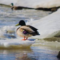 селезень :: Павел 