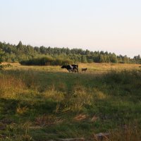 Последняя корова на хуторе :: Артем 