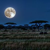 Ночь в африканской саванне :: Анатолий Клепешнёв