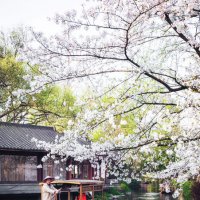 Ханчжоу, цветение вишни :: Дмитрий 