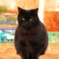 Чёрный кот :: Андрей Снегерёв