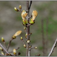 Жизнь продолжается :: Сеня Белгородский