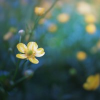 Лесной цветок :: Валерий Вождаев