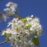 Весенние зарисовки :: Светлана Тихонина