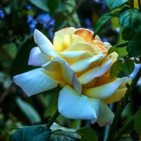 Мир цветов,жёлтая роза :: Валентин Семчишин