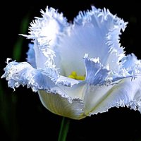Белый тюльпан :: Nina Streapan