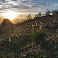 Закат с асфоделинами :: Игорь Кузьмин