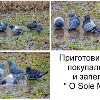 Про голубей :: Валерий Иванович