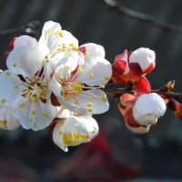 Дыхание Весны...Цветет абрикос... :: Надежда Куркина