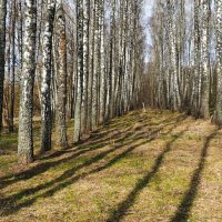 Берёзовая роща. :: Милешкин Владимир Алексеевич 