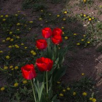 Опять зацвели тюльпаны во дворе :: Наталья S