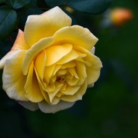 Желтая роза -  природного искусства волшебство :: Inna 