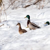 *** :: Владимир Безбородов