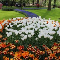 парк цветов Keukenhof :: Светлана Баталий