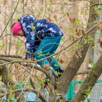Не только мальчишки умеют лазить по деревьям. :: Анатолий. Chesnavik.