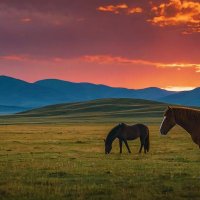 Степи Монголии :: Aleksey Afonin