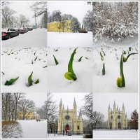 Вот такой итог после сильного снегопада в апрельский день... :: Лия ☼