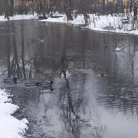 Утки :: Сапсан 