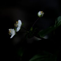 невзрачные цветки Традесканции приречной :: Андрюс Кир