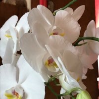 Так цветёт орхидея... :: Татьяна Юрасова