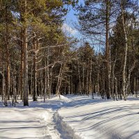 тропинка в лесу :: Елена Кордумова