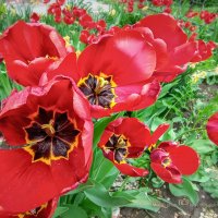 Красные тюльпаны :: Игорь Сарапулов