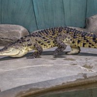 Нильский крокодил :: аркадий 