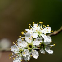 Цветение. :: Александр Кондаков