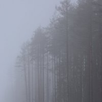 Туман в лесу. :: Татьяна Глинская