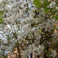 Вишневая весна :: Елена Семигина