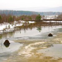 Май...Ондатровые хатки на Вогульском пруду! :: Владимир 