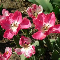 Розовые тюльпаны :: Наиля 