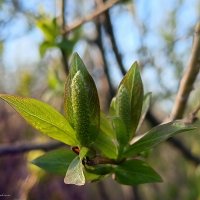 Весна - новая жизнь :: Юлия Погодина