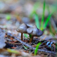 Первые грибы :: Lyubov Busova