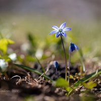 Сциллы, весенние цветы :: Александр Синдерёв