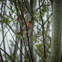 Male Chaffinch | 3 :: Sergey Sonvar