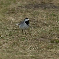 Wagtail | 1 :: Sergey Sonvar