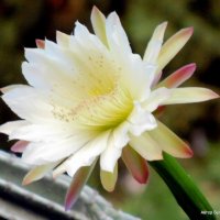 Цветок кактуса. :: Валерьян 