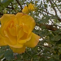 желтая роза :: Giant Tao /