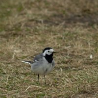 Wagtail | 5 :: Sergey Sonvar