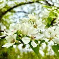 Когда яблони цветут :: Larisa Kuznetsova