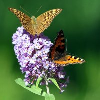 Бабочки / Butterfliesу у меня на Даче... :: "The Natural World" Александер