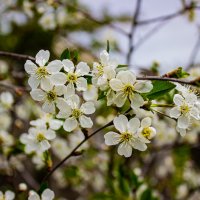 Вишня цветет :: Светлана SvetNika17