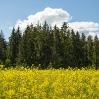 Лес и цветущий рапс :: Александр Степовой 