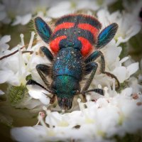 Пестряк пчелиный (Trichodes apiarius) :: Александр Григорьев