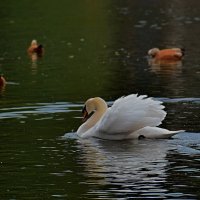 Царевна лебедь. :: Татьяна Помогалова